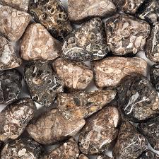 Turritella Agate: The Ancestral Artifact of Wisdom, Survival & Deep Roots