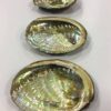 Abalone Shell Smudge Bowl | Vessel of Ocean and Fire VTrendz