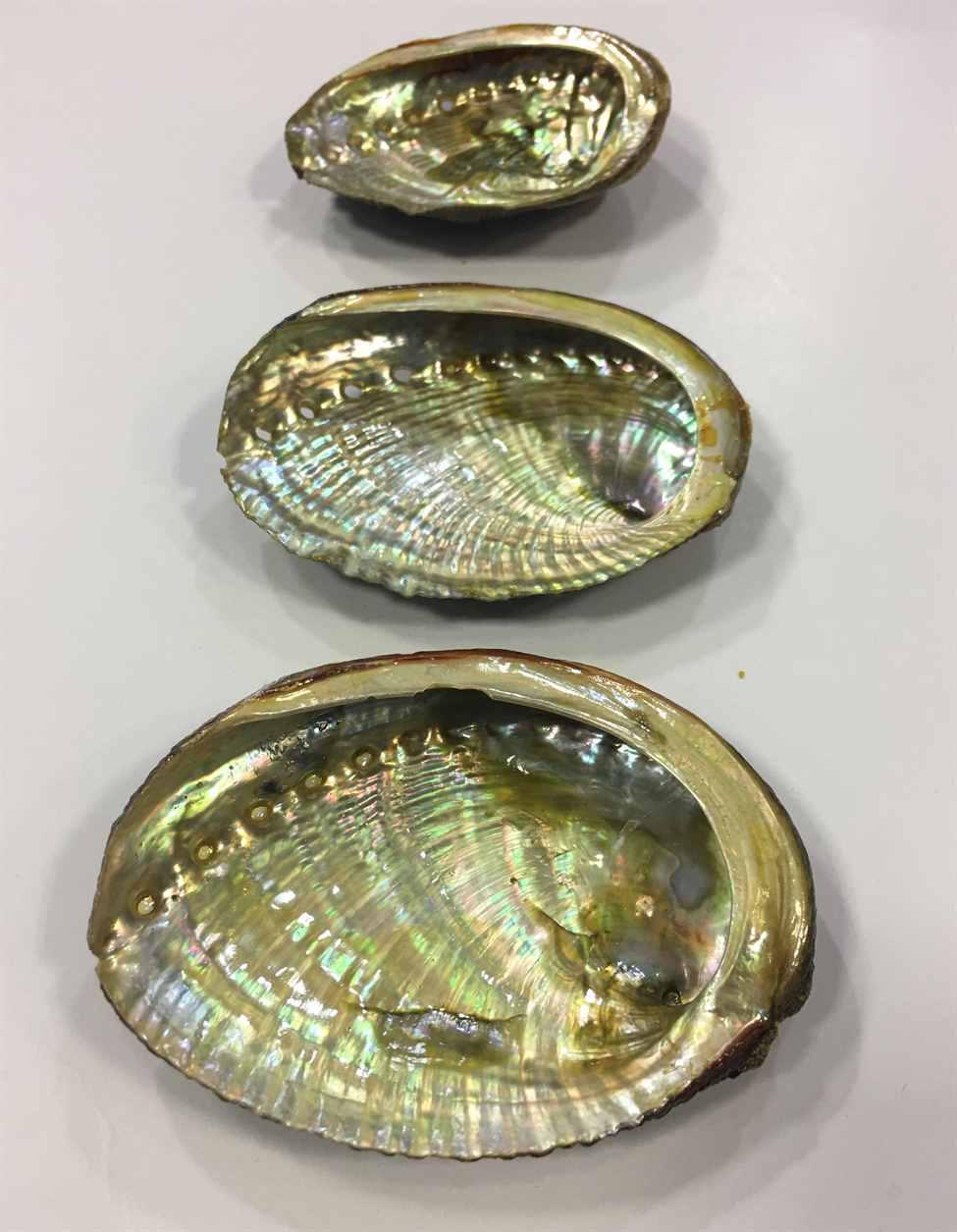 Abalone Shell Smudge Bowl | Vessel of Ocean and Fire