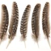 Large Barred Turkey Feather for Smudging, Rituals, and Crafting 10-12" VTrendz