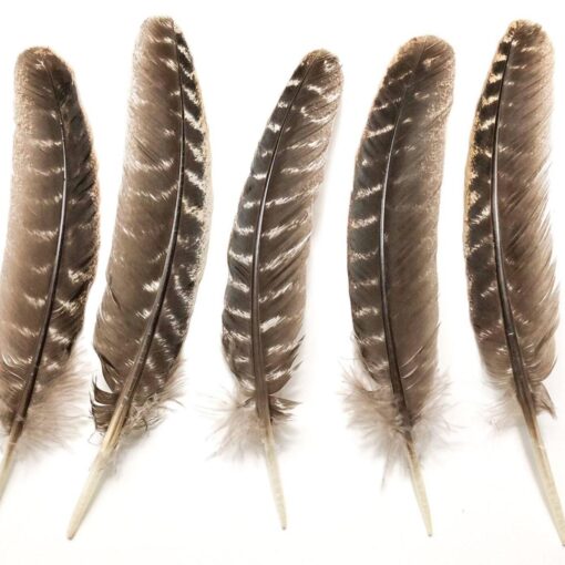 Large Barred Turkey Feather for Smudging, Rituals, and Crafting 10-12"
