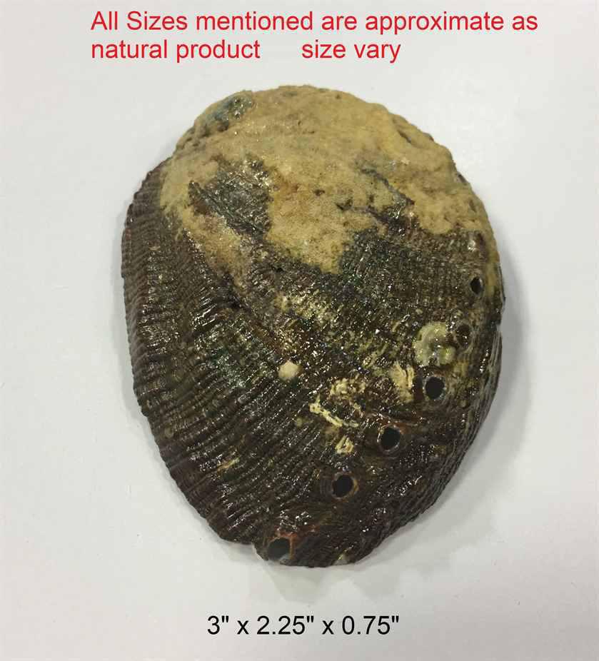 Abalone Shell Smudge Bowl | Vessel of Ocean and Fire - Image 3