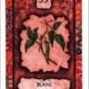 Shaman Wisdom Cards, by Leita Richesson - Image 3