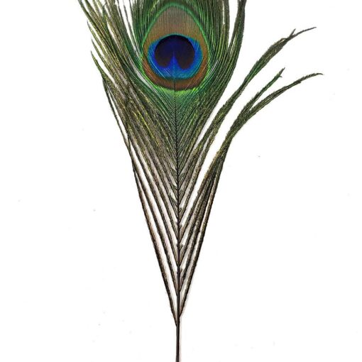 Stunning Natural Peacock Tail Feathers for Vibrant Decor, Crafting, and Rituals 9-12" approx.